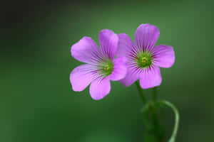 Imágenes de flores hermosas