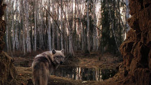 Lobo depredador de pie en un bosque lleno de árboles y agua estancada en el suelo.
