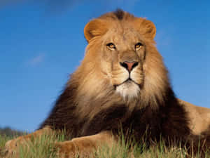 Fotos de leones — León Fondos de pantalla