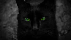 Fotos de gato negro — Hello Kitty negro Fondos de pantalla