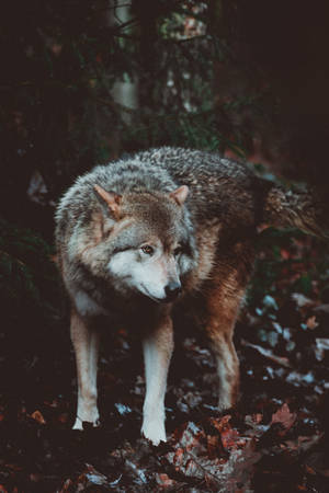 Lobo depredador solo en un bosque oscuro con muchas hojas viejas caídas.
