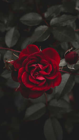 Imágenes de rosas — Estética rosa Fondos de pantalla