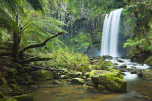 Imágenes de jungla — MacBook Pro M3 Fondos de pantalla