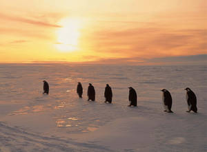 Fondo de pantalla de amanecer con pingüinos en la nieve