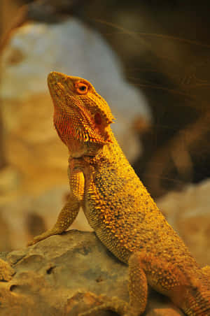 imágenes de lagarto