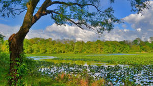 Fondo de pantalla de Lago en el Bosque Natural.