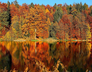Fondo de pantalla del lago Horgenberg con estética otoñal — Estética otoño Fondos de pantalla