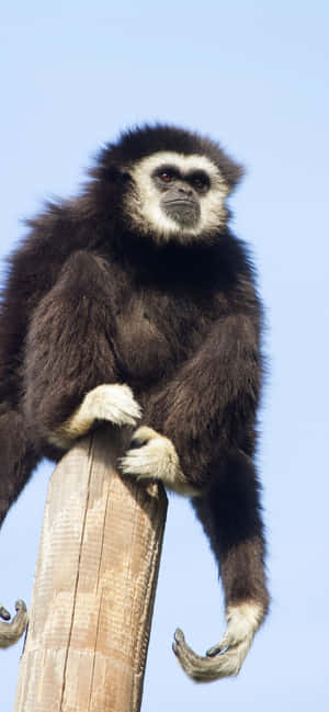 Fondo Iphone Xs Max Gibbon — Galaxia A18 Fondos de pantalla