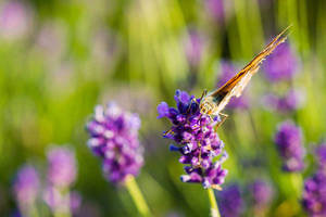 Lavanda con mariposa estética — Mariposa aesthetic Fondos de pantalla