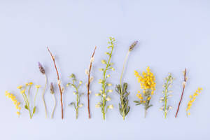 Lavanda Pastel Bonita con Hierbas