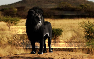 León depredador negro con sus ojos afilados y su gran melena negra observando su entorno bajo el sol abrasador en la sabana.