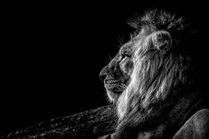 León en blanco y negro para escritorio