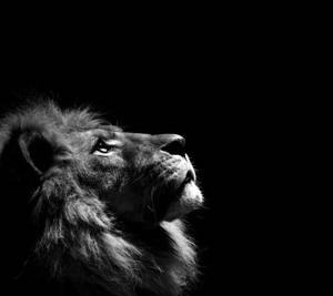 León en Blanco y Negro para Laptop