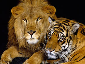 León y Tigre Juntos
