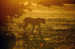 Leona iluminada por el sol en Botsuana — Naturaleza Fondos de pantalla