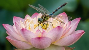 Macro de un loto con una libélula, fondo verde.