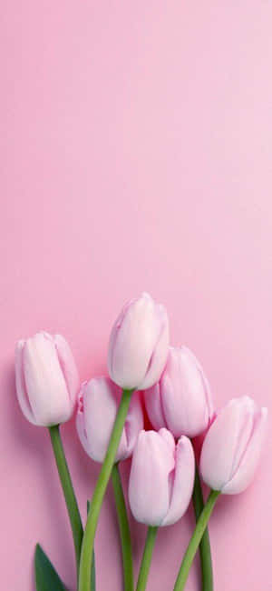Fondo Rosa Pastel — IQOO Fondos de pantalla
