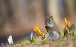 Linda Ardilla de Primavera