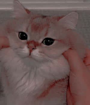 Imágenes de gatos estéticas — Gato aesthetic Fondos de pantalla