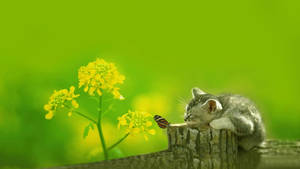 Linda Gatita Durmiendo en Primavera