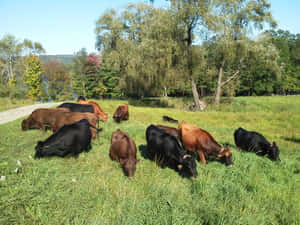 Fotos de vacas lindas