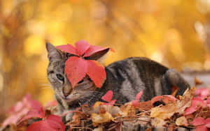 Lindas fotos de otoño — Otoño lindo Fondos de pantalla