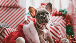 Lindas fotos navideñas estéticas — Navideño aesthetic Fondos de pantalla