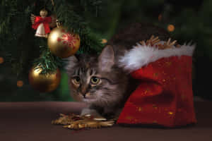 Lindas fotos navideñas estéticas