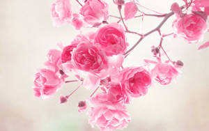 Fondo de pantalla de lindas rosas rosadas de primavera — Lindo rosa Fondos de pantalla