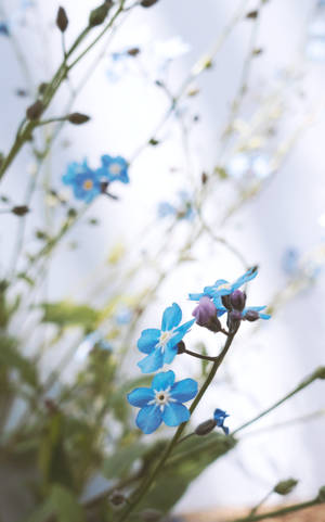 Lindos nomeolvides azules — Azul lindo Fondos de pantalla