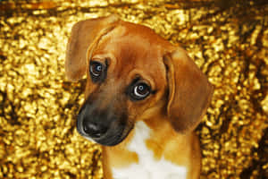 imágenes de lindas mascotas — Perro Fondos de pantalla