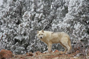 Imágenes de lobos — Lobo Fondos de pantalla