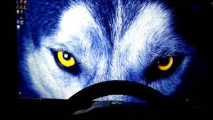 Ojos amarillos y afilados de lobo y pelaje azul, primer plano, fondo de pantalla para computadora.