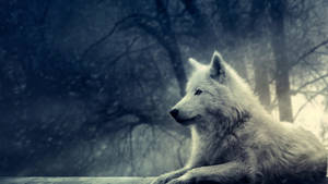 Lobo Genial en el Bosque — Lobo genial Fondos de pantalla