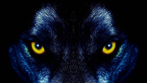 Fondo de pantalla de lobo negro de ojos amarillos y mirada intimidante