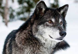 Ojos y hocico de lobo depredador sobre la nieve en invierno mientras mira algo.