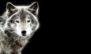 Lobo súper genial — Lobo Fondos de pantalla