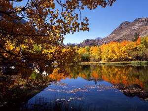 Gran lago rodeado de árboles de arce anaranjados y amarillos durante la temporada de otoño. — Otoño Fondos de pantalla