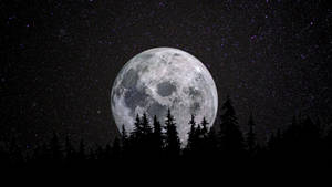 Luna 4K Luna Llena Sobre el Bosque