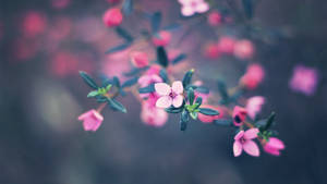 Macbook Air Flores Pequeñas — MacBook Air Fondos de pantalla
