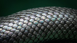 Macro intrincado de escamas de serpiente de Slytherin.