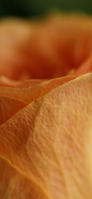 Fondo de pantalla macro de pétalo de rosa naranja — iPhone 16 Plus Fondos de pantalla
