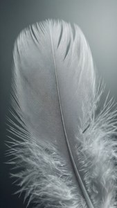 Primer plano de pluma gris suave con tonos soñadores — Estética gris Fondos de pantalla
