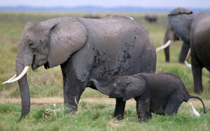 Madre elefante africana con su cría