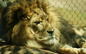 Gran león depredador capturado en una red yaciendo en el suelo con el sol brillando en su rostro y cuerpo.