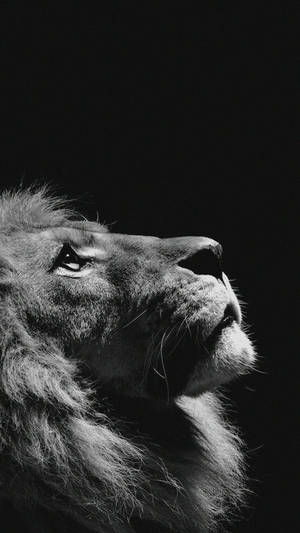 Retrato de león en blanco y negro fondo de pantalla iPhone