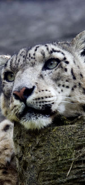 Leopardo de las nieves — Galaxy A56 Fondos de pantalla