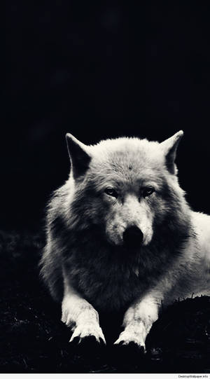 Lobo blanco recostado en el suelo sobre un fondo negro oscuro.