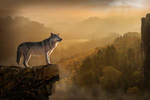 Lobo gris de pie sobre una alta montaña rocosa mirando más allá del amplio horizonte.