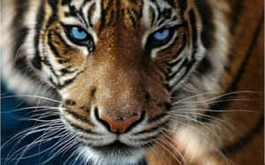 Majestuoso tigre salvaje en su hábitat natural — Tigre Fondos de pantalla